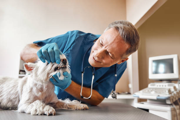 Best 24-Hour Emergency Dentist in Hlsboro, IL